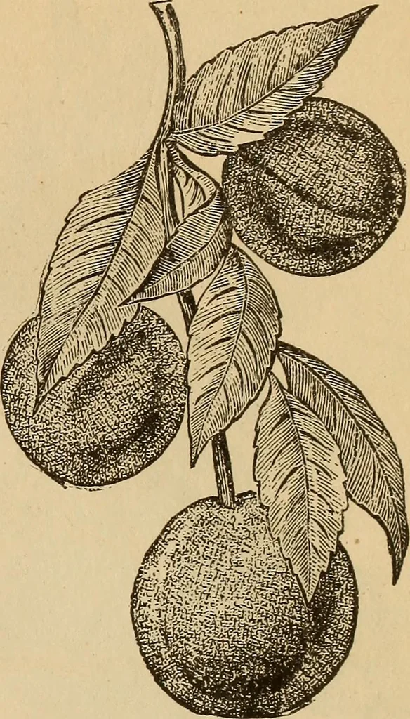 An illustration from Dainty work for pleasure and profit, 1893, leaf 231