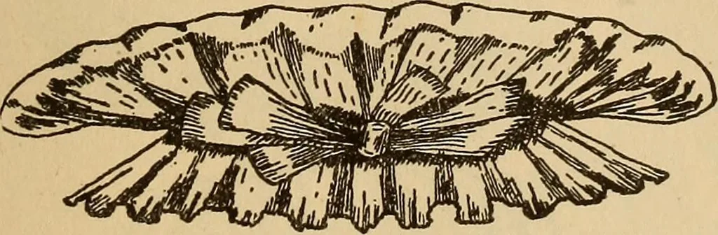 An illustration from Dainty work for pleasure and profit, 1893, leaf 231