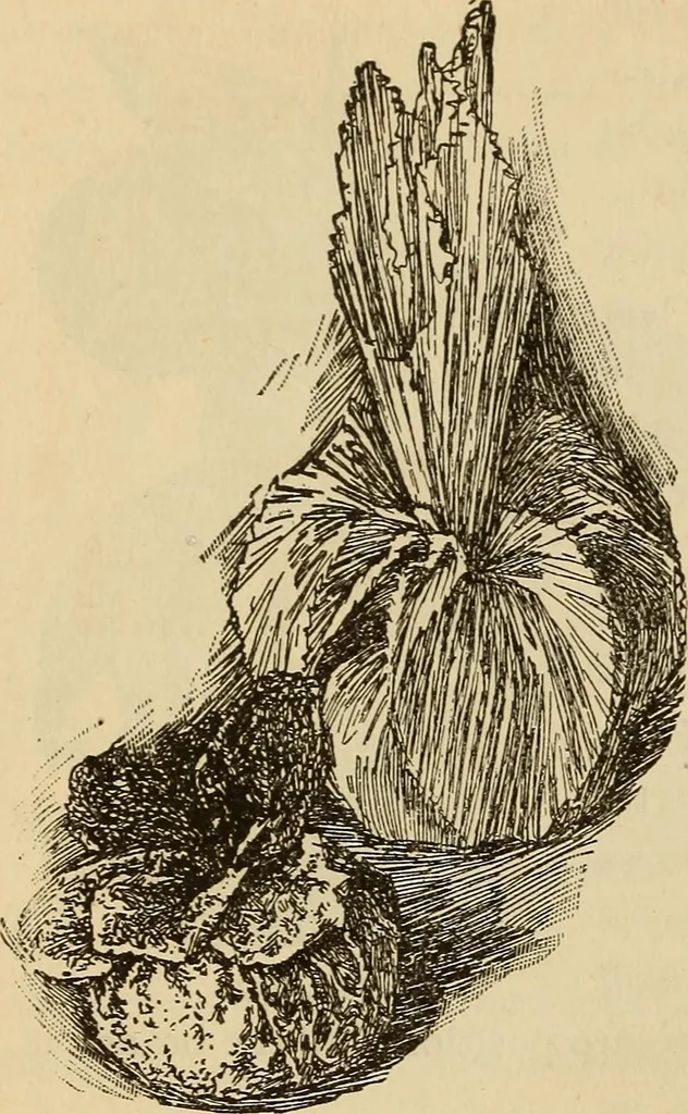 An illustration from Dainty work for pleasure and profit, 1893, leaf 232
