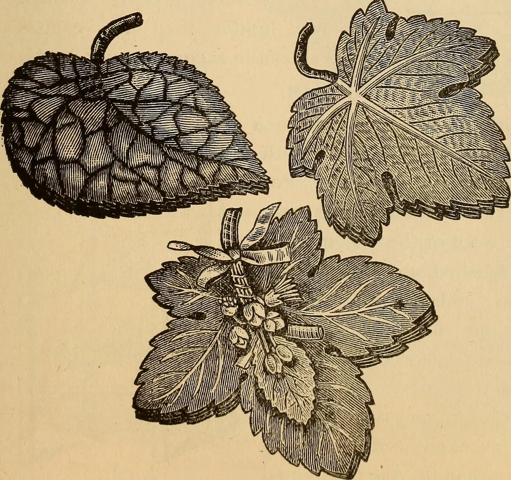 An illustration from Dainty work for pleasure and profit, 1893, leaf 233