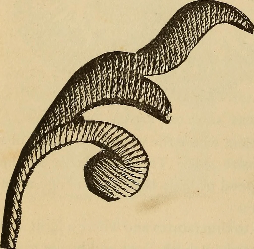 An illustration from Dainty work for pleasure and profit, 1893, leaf 32