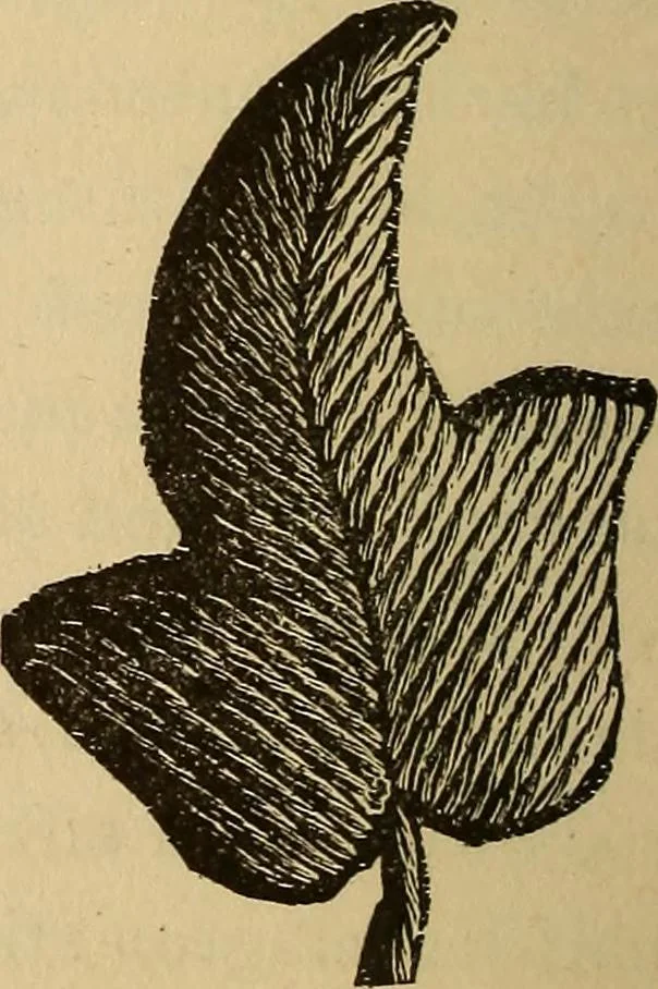 An illustration from Dainty work for pleasure and profit, 1893, leaf 32