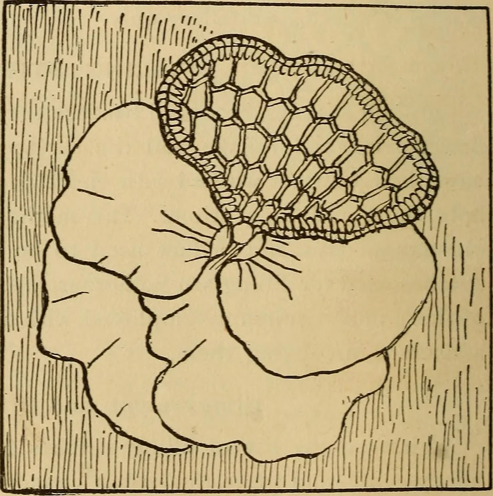 An illustration from Dainty work for pleasure and profit, 1893, leaf 40