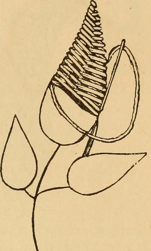 An illustration from Dainty work for pleasure and profit, 1893, leaf 43