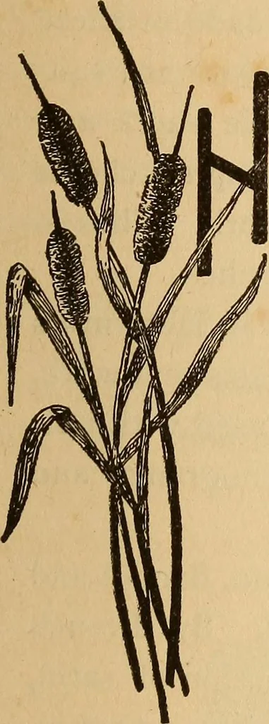 An illustration from Dainty work for pleasure and profit, 1893, leaf 49