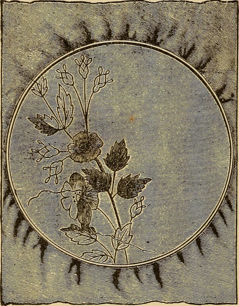 An illustration from Dainty work for pleasure and profit, 1893, leaf 54