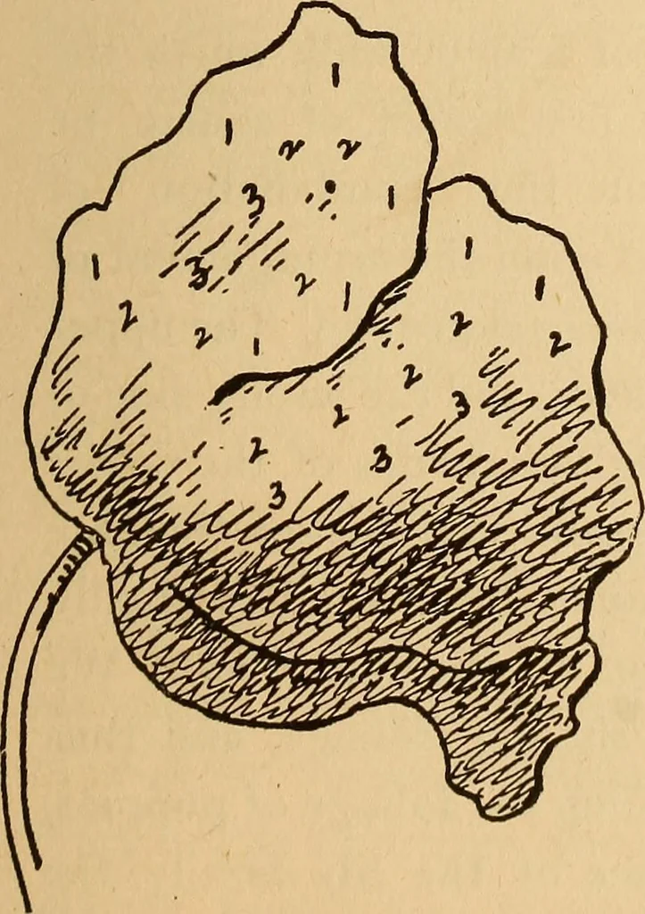 An illustration from Dainty work for pleasure and profit, 1893, leaf 63