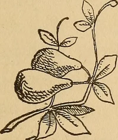 An illustration from Dainty work for pleasure and profit, 1893, leaf 75