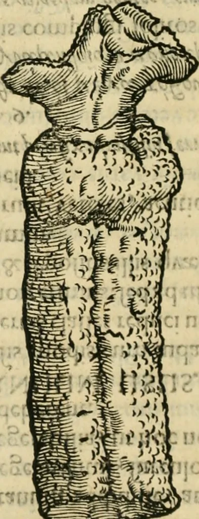 An illustration from Danicorum monumentorum libri sex : e spissis antiquitatum tenebris et in Dania ac Norvegia extantibus ruderibus, 1643, leaf 446
