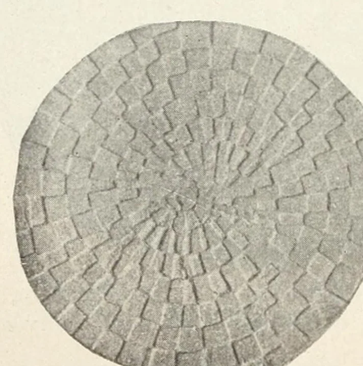 An illustration from Das altägyptische Schlangenspiel : eingegangen am 12. April 1920, 1920, leaf 20