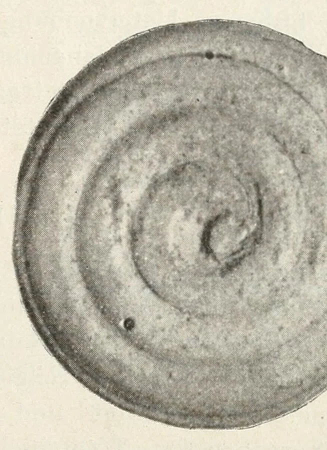 An illustration from Das altägyptische Schlangenspiel : eingegangen am 12. April 1920, 1920, leaf 21