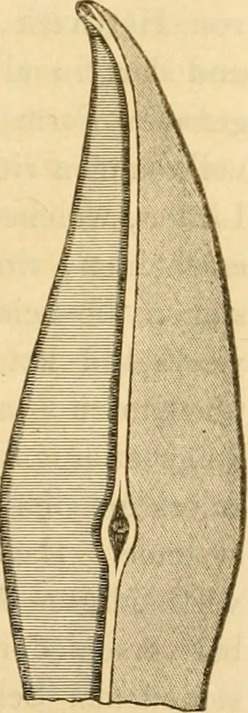 An illustration from Das Mikroskop, Theorie und Anwendung desselben, 1867, leaf 154