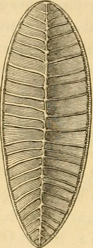 An illustration from Das Mikroskop, Theorie und Anwendung desselben, 1867, leaf 157