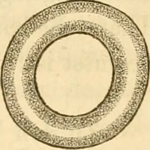 An illustration from Das Mikroskop, Theorie und Anwendung desselben, 1867, leaf 308