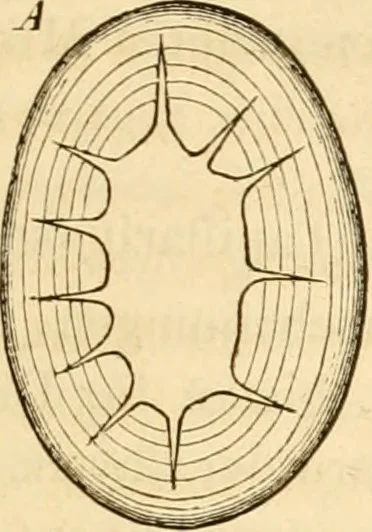 An illustration from Das Mikroskop, Theorie und Anwendung desselben, 1867, leaf 386