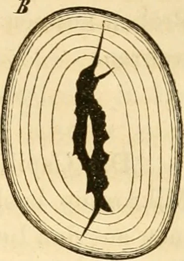An illustration from Das Mikroskop, Theorie und Anwendung desselben, 1867, leaf 386