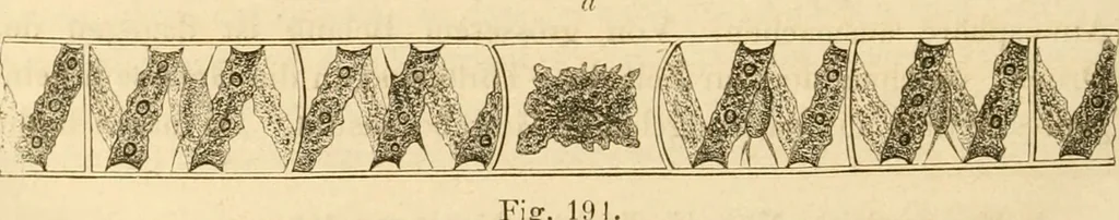 An illustration from Das Mikroskop, Theorie und Anwendung desselben, 1867, leaf 395