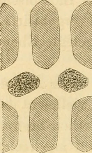 An illustration from Das Mikroskop, Theorie und Anwendung desselben, 1867, leaf 441