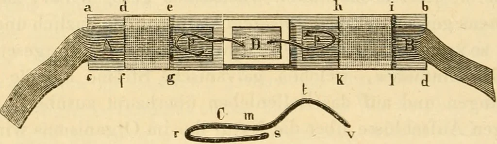 An illustration from Das Mikroskop, Theorie und Anwendung desselben, 1867, leaf 477