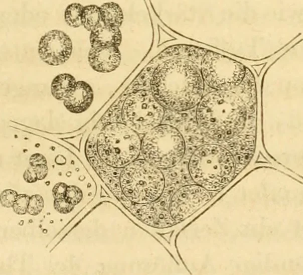 An illustration from Das Mikroskop, Theorie und Anwendung desselben, 1867, leaf 532