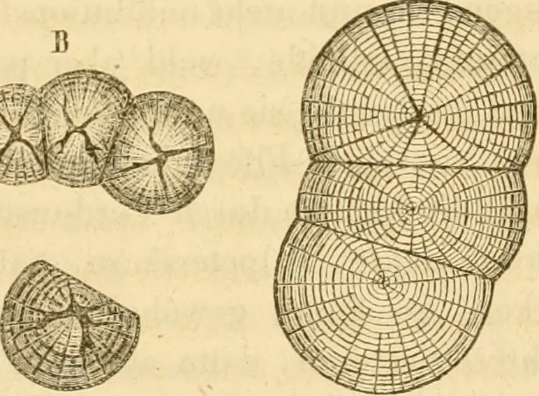 An illustration from Das Mikroskop, Theorie und Anwendung desselben, 1867, leaf 532