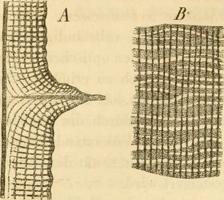An illustration from Das Mikroskop, Theorie und Anwendung desselben, 1867, leaf 555
