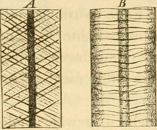 An illustration from Das Mikroskop, Theorie und Anwendung desselben, 1867, leaf 557