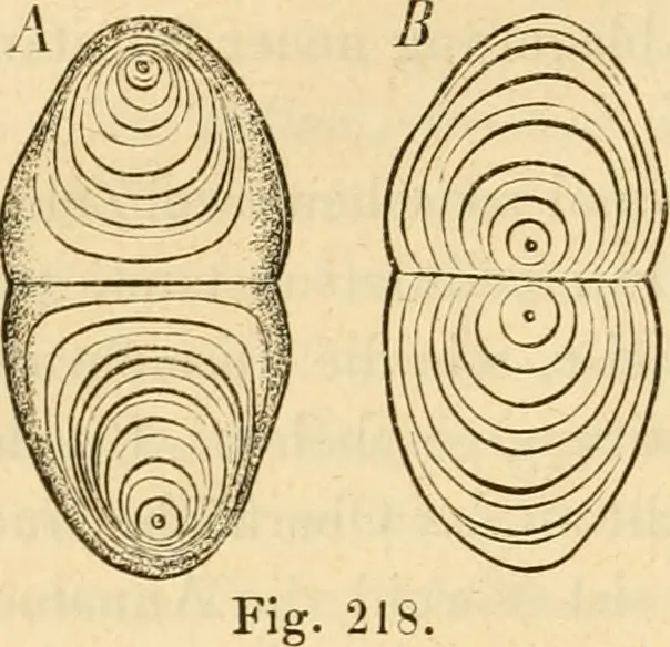 An illustration from Das Mikroskop, Theorie und Anwendung desselben, 1867, leaf 563