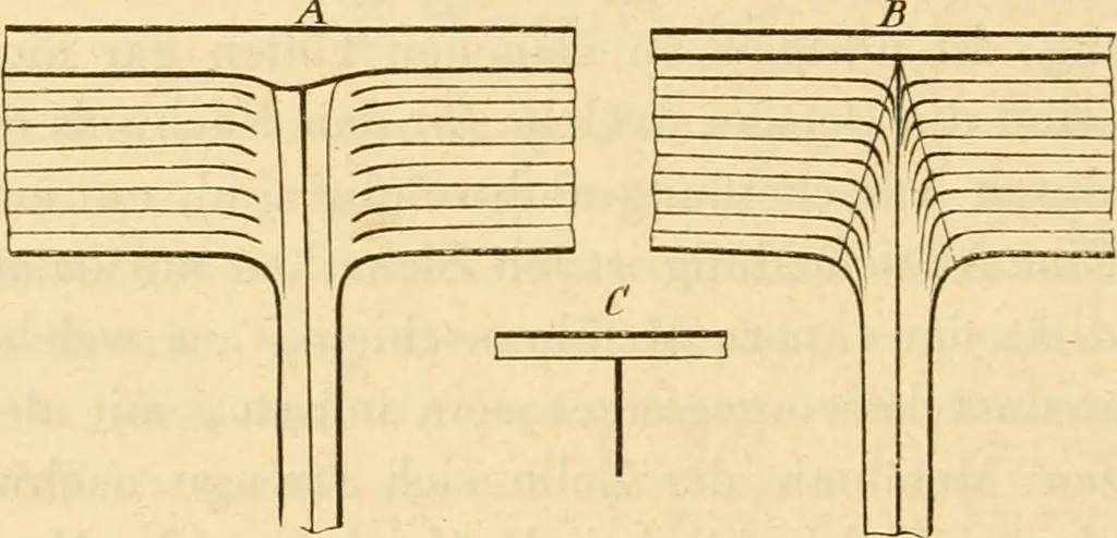 An illustration from Das Mikroskop, Theorie und Anwendung desselben, 1867, leaf 563