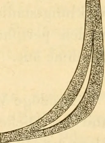 An illustration from Das Mikroskop, Theorie und Anwendung desselben, 1867, leaf 564