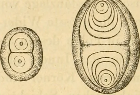An illustration from Das Mikroskop, Theorie und Anwendung desselben, 1867, leaf 565