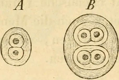 An illustration from Das Mikroskop, Theorie und Anwendung desselben, 1867, leaf 565