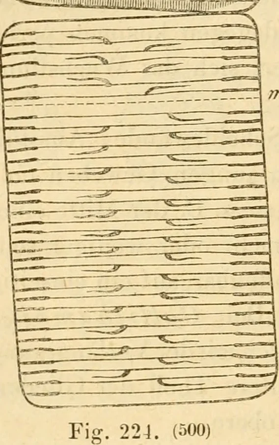 An illustration from Das Mikroskop, Theorie und Anwendung desselben, 1867, leaf 567