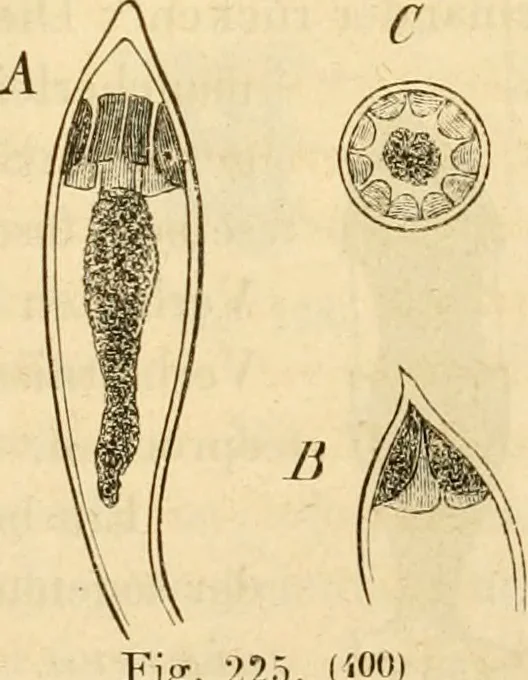 An illustration from Das Mikroskop, Theorie und Anwendung desselben, 1867, leaf 568