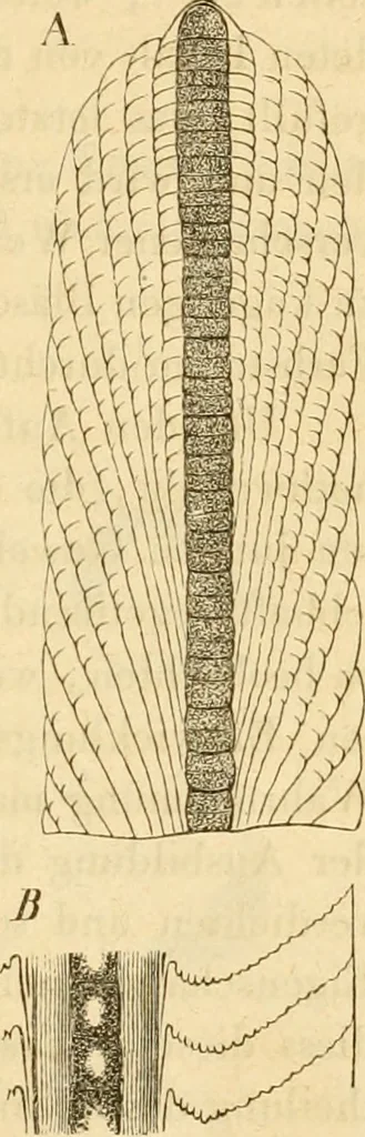An illustration from Das Mikroskop, Theorie und Anwendung desselben, 1867, leaf 570