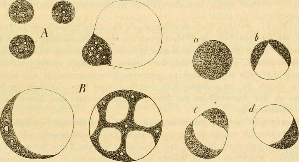 An illustration from Das Mikroskop, Theorie und Anwendung desselben, 1867, leaf 572