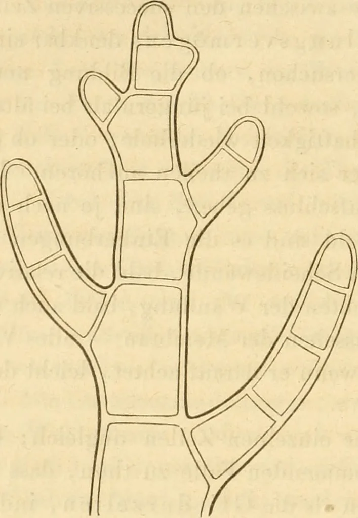 An illustration from Das Mikroskop, Theorie und Anwendung desselben, 1867, leaf 579