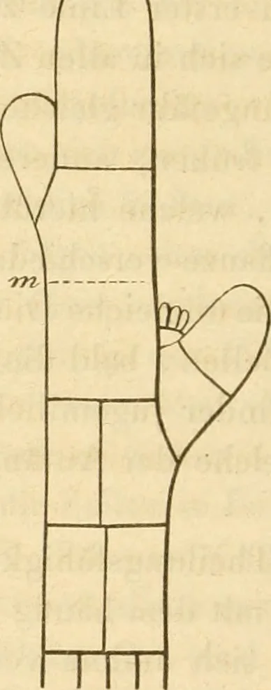 An illustration from Das Mikroskop, Theorie und Anwendung desselben, 1867, leaf 579