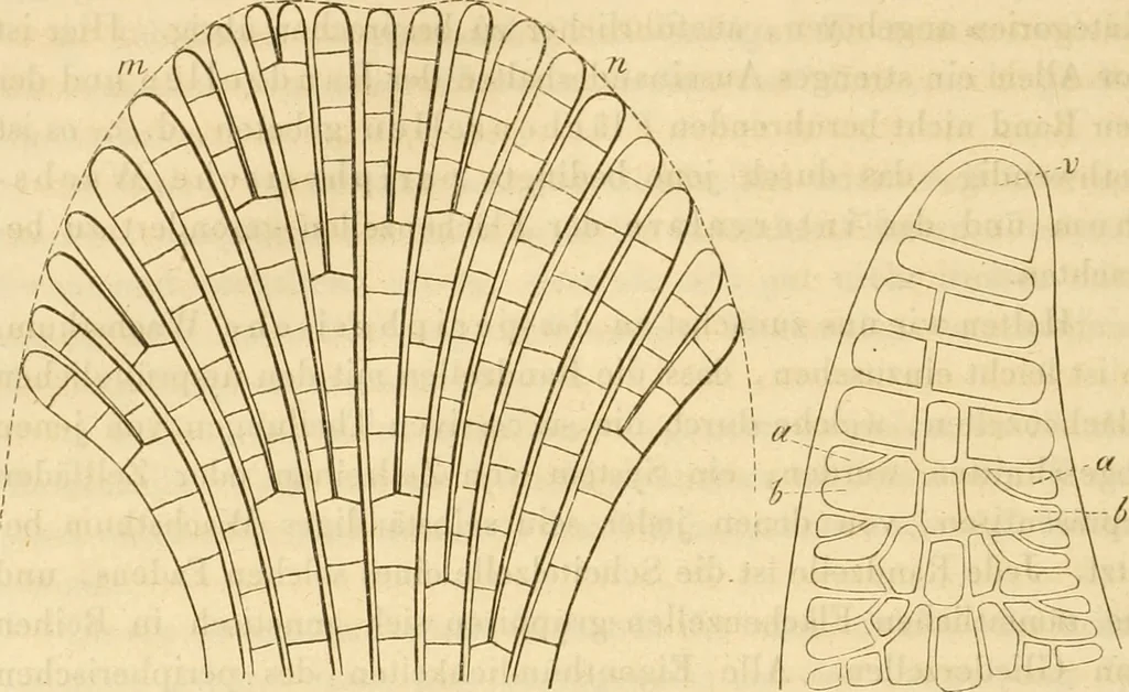 An illustration from Das Mikroskop, Theorie und Anwendung desselben, 1867, leaf 583
