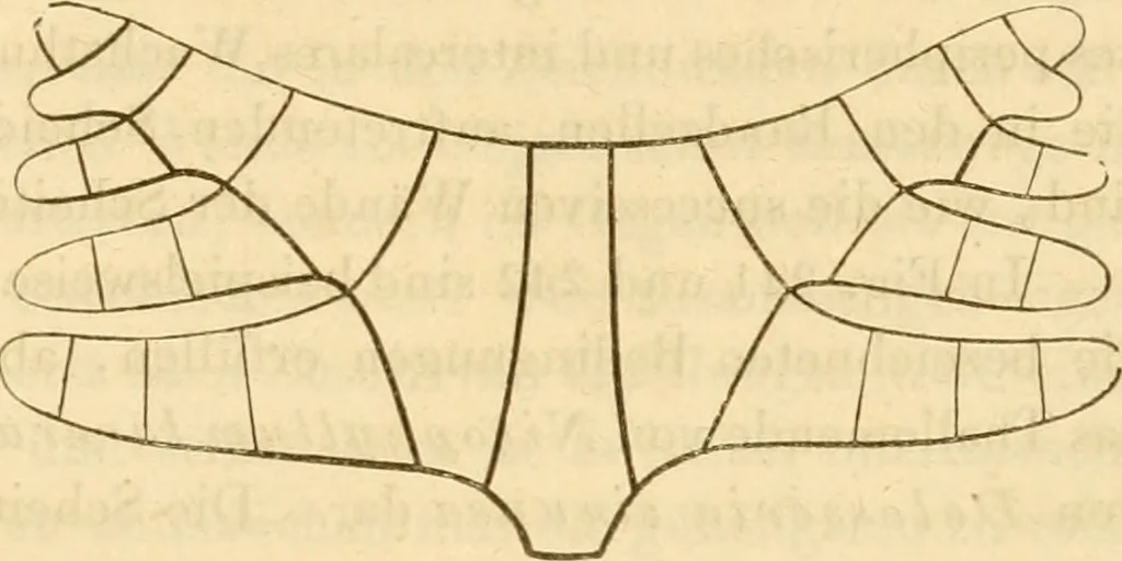 An illustration from Das Mikroskop, Theorie und Anwendung desselben, 1867, leaf 584