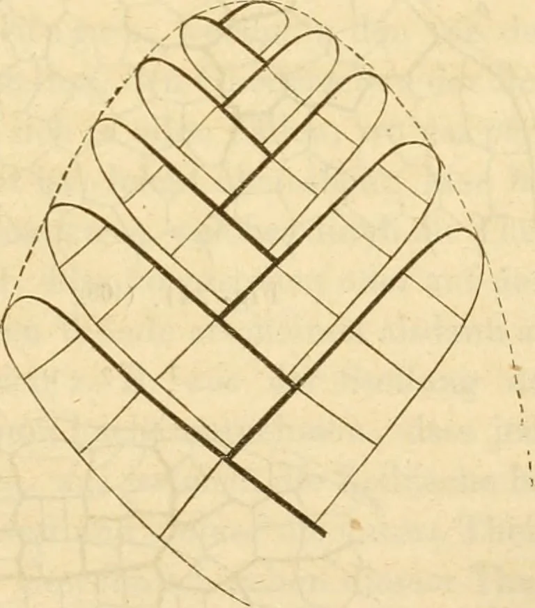 An illustration from Das Mikroskop, Theorie und Anwendung desselben, 1867, leaf 584