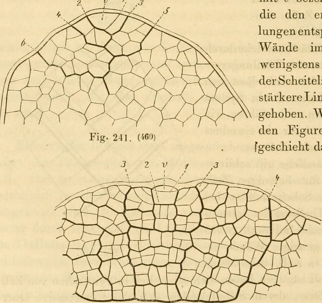 An illustration from Das Mikroskop, Theorie und Anwendung desselben, 1867, leaf 585