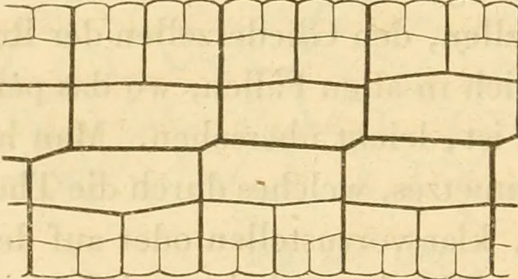 An illustration from Das Mikroskop, Theorie und Anwendung desselben, 1867, leaf 587