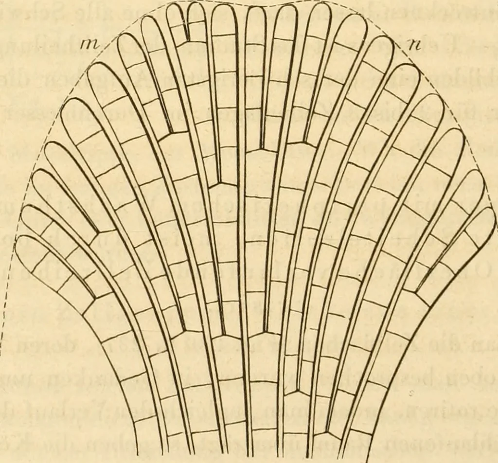 An illustration from Das Mikroskop, Theorie und Anwendung desselben, 1867, leaf 589