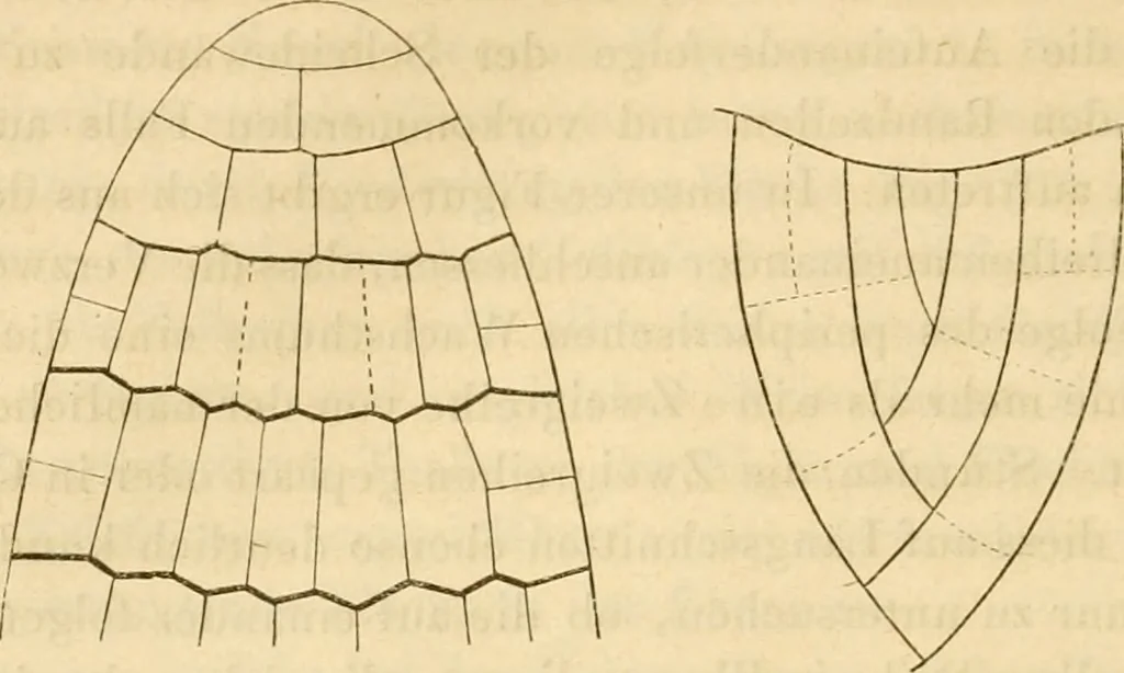 An illustration from Das Mikroskop, Theorie und Anwendung desselben, 1867, leaf 591
