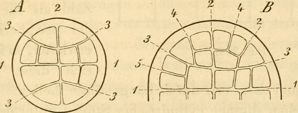 An illustration from Das Mikroskop, Theorie und Anwendung desselben, 1867, leaf 592