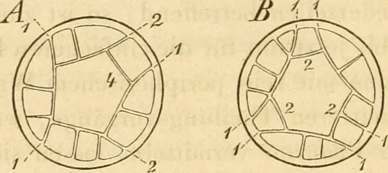 An illustration from Das Mikroskop, Theorie und Anwendung desselben, 1867, leaf 593