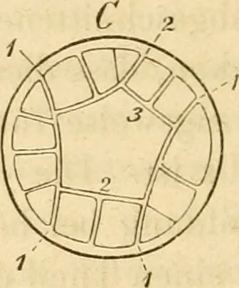 An illustration from Das Mikroskop, Theorie und Anwendung desselben, 1867, leaf 593