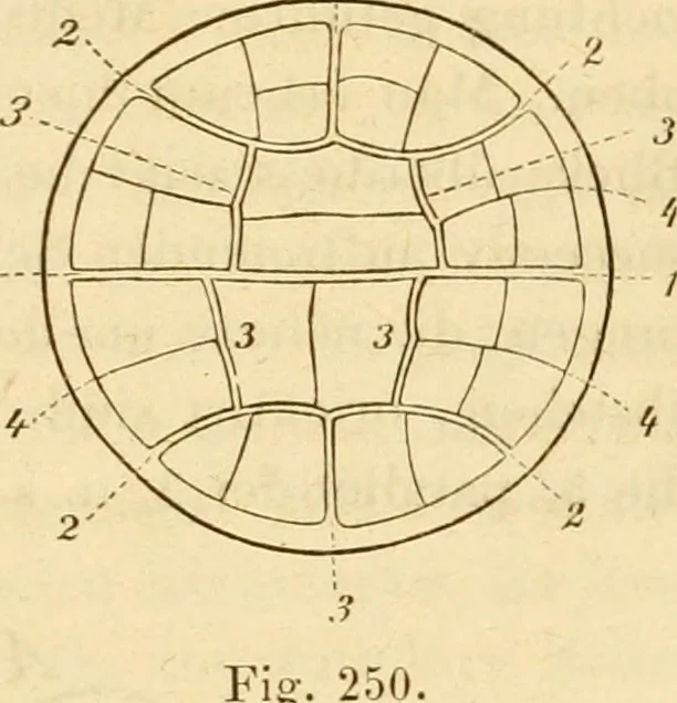An illustration from Das Mikroskop, Theorie und Anwendung desselben, 1867, leaf 594