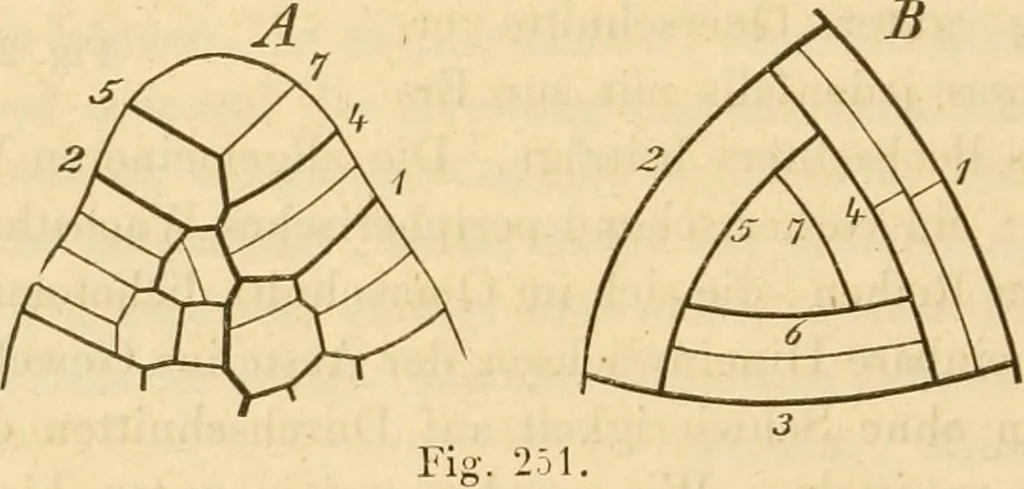 An illustration from Das Mikroskop, Theorie und Anwendung desselben, 1867, leaf 595
